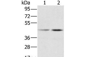 Western Blot analysis of Hela and K562 cell using hnRNP G Polyclonal Antibody at dilution of 1:800 (RBMX Antikörper)