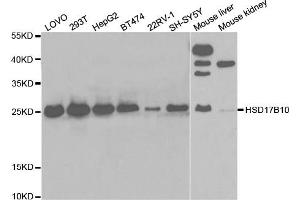 Western Blotting (WB) image for anti-Hydroxysteroid (17-Beta) Dehydrogenase 10 (HSD17B10) antibody (ABIN1876636) (HSD17B10 Antikörper)
