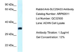 Western Blotting (WB) image for anti-Solute Carrier Family 25, Member 33 (SLC25A33) (Middle Region) antibody (ABIN2788474)