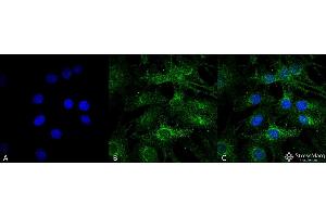 Immunocytochemistry/Immunofluorescence analysis using Rabbit Anti-ATG13 Polyclonal Antibody .