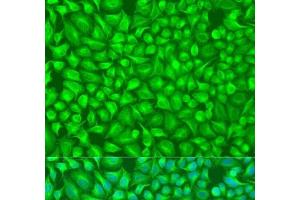 Immunofluorescence analysis of U2OS cells using GFM1 Polyclonal Antibody at dilution of 1:100. (GFM1 Antikörper)