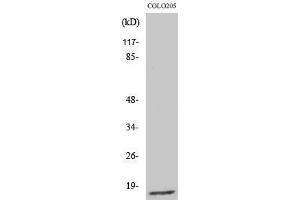 Western Blotting (WB) image for anti-Ribosomal Protein L27a (RPL27A) (C-Term) antibody (ABIN3180297) (RPL27A Antikörper  (C-Term))