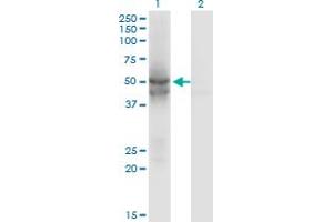 Western Blot analysis of IDH2 expression in transfected 293T cell line by IDH2 monoclonal antibody (M01), clone 5F11. (IDH2 Antikörper  (AA 354-451))