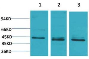Western Blot (WB) analysis of 1) 293T, 2)HeLa, 3) 3T3 with c-Jun Rabbit Polyclonal Antibody diluted at 1:2000. (C-JUN Antikörper)