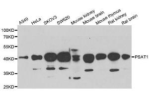 Western blot analysis of extracts of various cell lines, using PSAT1 antibody. (PSAT1 Antikörper  (AA 1-370))
