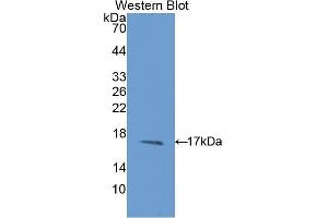 Western Blotting (WB) image for anti-Microseminoprotein, beta (MSMB) (AA 19-114) antibody (ABIN1175773) (MSMB Antikörper  (AA 19-114))