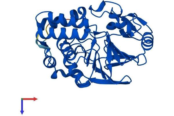 PPP6C Protein (AA 1-305) (His tag)