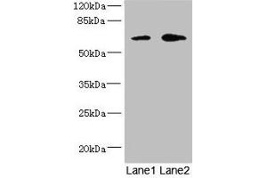 Western blot All lanes: REC8 antibody at 1. (REC8 Antikörper  (AA 1-270))