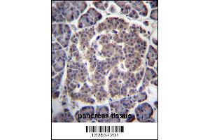 UGCGL1 Antibody immunohistochemistry analysis in formalin fixed and paraffin embedded human pancreas tissue followed by peroxidase conjugation of the secondary antibody and DAB staining. (UGGT1 Antikörper  (C-Term))