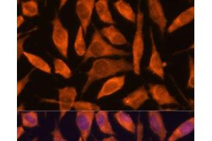 Immunofluorescence analysis of L929 cells using SCRN3 Polyclonal Antibody at dilution of 1:100.