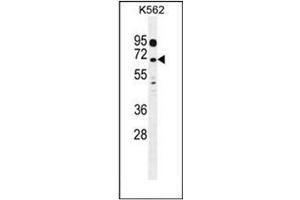 Western blot analysis of LRRC63 Antibody (C-term) in K562 cell line lysates (35ug/lane). (LRRC63 Antikörper  (C-Term))