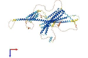 WHAMM Protein (AA 1-809) (His tag)
