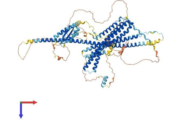 WHAMM Protein (AA 1-809) (His tag)