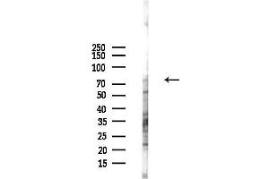 anti-Cytoplasmic Polyadenylation Element Binding Protein 4 (CPEB4) (Internal Region) antibody
