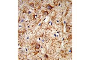 Formalin-fixed and paraffin-embedded human brain tissue reacted with Nociceptin  Antibody , which was peroxidase-conjugated to the secondary antibody, followed by DAB staining. (Nociceptin Antikörper  (Middle Region))