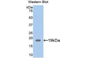 Western Blotting (WB) image for anti-Chloride Intracellular Channel 4 (CLIC4) (AA 104-253) antibody (ABIN1077930) (CLIC4 Antikörper  (AA 104-253))
