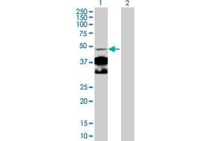 Western Blot analysis of NR4A1 expression in transfected 293T cell line by NR4A1 MaxPab polyclonal antibody.