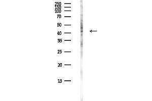 Western blot analysis of lysates from COLO205 cells(heat-shock,45 min treatment), using PGGB Antibody at 1/1000 dilution.