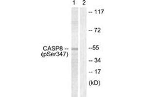 Western blot analysis of extracts from Jurkat cells, using Caspase 8 (Phospho-Ser347) Antibody. (Caspase 8 Antikörper  (pSer347))