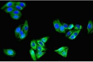 Immunofluorescent analysis of HepG2 cells using ABIN7146232 at dilution of 1:100 and Alexa Fluor 488-congugated AffiniPure Goat Anti-Rabbit IgG(H+L) (Cadherin 5 Antikörper  (AA 349-569))