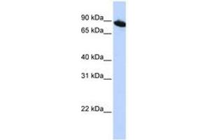 Image no. 1 for anti-Zinc Finger Protein 780A (ZNF780A) (AA 72-121) antibody (ABIN6741081) (ZNF780A Antikörper  (AA 72-121))
