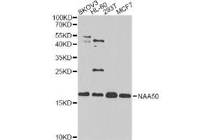 Western blot analysis of extracts of various cell lines, using NAA50 antibody.