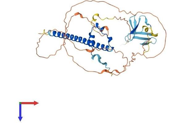 SAV1 Protein (AA 1-386) (His tag)