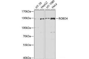 Western blot analysis of extracts of various cell lines using ROBO4 Polyclonal Antibody at dilution of 1:1000. (ROBO4 Antikörper)