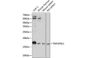 Western blot analysis of extracts of various cell lines, using TNFL2 Polyclonal Antibody (ABIN6133093, ABIN6149298, ABIN6149299 and ABIN6217788) at 1:1000 dilution. (TNFAIP8L2 Antikörper  (AA 1-184))