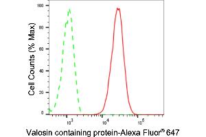 Flow cytometric analysis of Valosin containing protein expression in C2C12 cells using Valosin containing protein antibody (ABIN7800818), 1:2,000). (Rekombinanter VCP Antikörper)