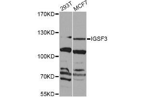 Western blot analysis of extracts of various cell lines, using IGSF3 Antibody (ABIN5975786) at 1/1000 dilution. (IGSF3 Antikörper)