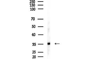 Western blot analysis of lysates from Rat testis, using OR1L1 Antibody at 1/1000 dilution.