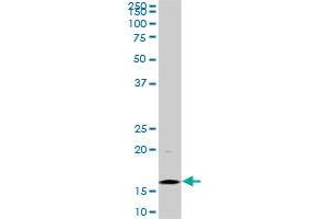 Western Blotting (WB) image for anti-Histone Cluster 1, H3d (HIST1H3D) (AA 1-61) antibody (ABIN1498666) (HIST1H3D Antikörper  (AA 1-61))