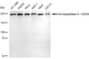 Western blotting analysis using Aminopeptidase A / CD249 antibody (ABIN7798749).