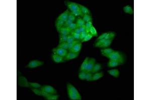 Immunofluorescence staining of HepG2 cells with ABIN7146933 at 1:200, counter-stained with DAPI. (Caspase 1 Antikörper  (AA 220-415))