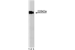 Western Blotting (WB) image for anti-Tight Junction Protein 1 (TJP1) (AA 1048-1247) antibody (ABIN968283)