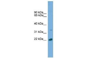 AP3S1 antibody used at 0. (AP3S1 Antikörper  (C-Term))