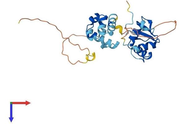 ELF5 Protein (AA 1-253) (His tag)