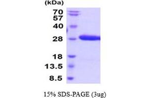 SDS-PAGE (SDS) image for Ephrin B3 (EFNB3) (AA 28-226) protein (His tag) (ABIN5854779) (Ephrin B3 Protein (EFNB3) (AA 28-226) (His tag))