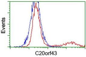 HEK293T cells transfected with either RC201652 overexpress plasmid (Red) or empty vector control plasmid (Blue) were immunostained by anti-C20orf43 antibody (ABIN2454252), and then analyzed by flow cytometry. (C20orf43 Antikörper)