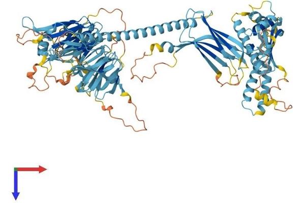 C17orf70 Protein (AA 1-881) (His tag)