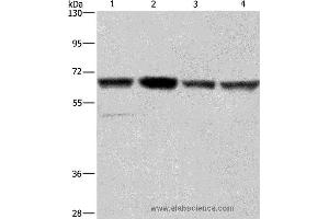 Western blot analysis of Hela, Jurkat, K562 and HUVEC cell, using GLYR1 Polyclonal Antibody at dilution of 1:350 (GLYR1 Antikörper)