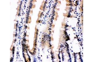 IHC-P: Ubiquitin antibody testing of mouse intestine tissue (Ubiquitin Antikörper  (AA 77-152))