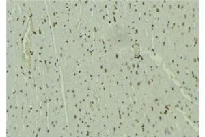 ABIN6277652 at 1/100 staining Mouse muscle tissue by IHC-P. (WHSC1L1 Antikörper  (N-Term))
