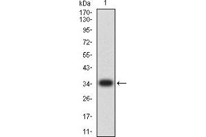 Western blot analysis using TIM3 mAb against human TIM3 (AA: 224-301) recombinant protein. (TIM3 Antikörper  (AA 224-301))