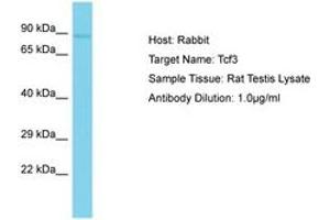 Image no. 1 for anti-Transcription Factor 3 (E2A Immunoglobulin Enhancer Binding Factors E12/E47) (TCF3) (AA 551-600) antibody (ABIN6750234) (TCF3 Antikörper  (AA 551-600))