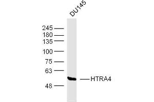 DU145 lysates probed with HTRA4 Polyclonal Antibody, Unconjugated  at 1:300 dilution and 4˚C overnight incubation. (HTRA4 Antikörper  (AA 251-350))