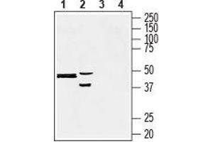 Western blot analysis of human liver carcinoma HepG2 (lanes 1 and 3) and rat pheochromocytoma PC12 (lanes 2 and 4) cell lysates: - 1, 2. (Presenilin 2 Antikörper  (Intracellular, N-Term))