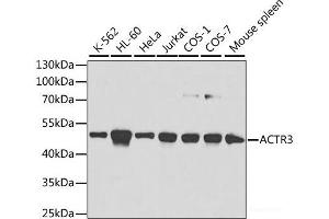 Western blot analysis of extracts of various cell lines using ACTR3 Polyclonal Antibody at dilution of 1:1000. (ACTR3 Antikörper)
