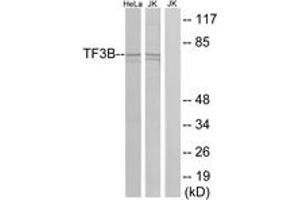 Western Blotting (WB) image for anti-BRF1, RNA polymerase III transcription initiation factor subunit (BRF1) (AA 231-280) antibody (ABIN2889713)
